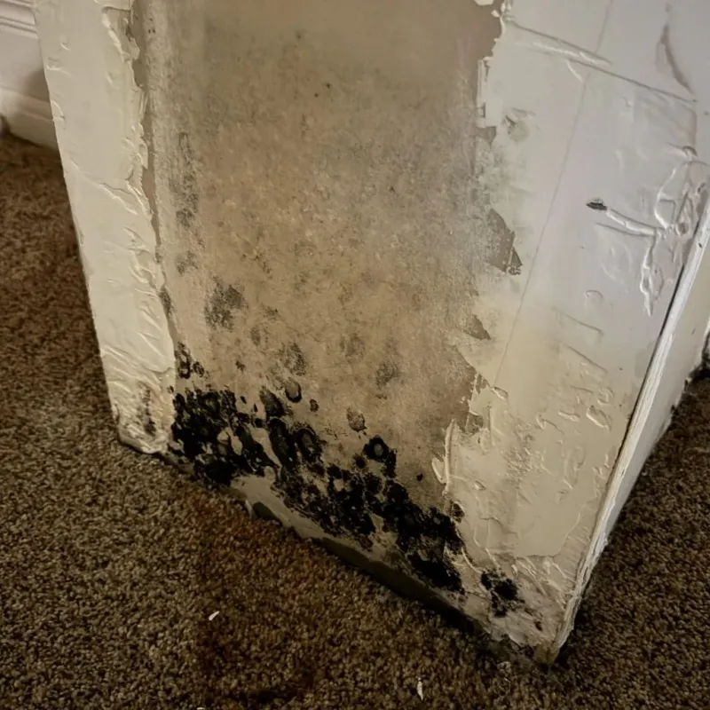 Professional Mold Removal in Victoria, VA